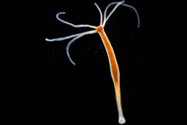 Kraken onion link