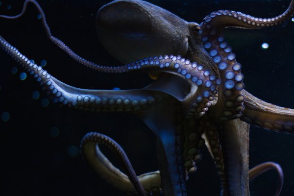 Kraken tor ссылка онлайн